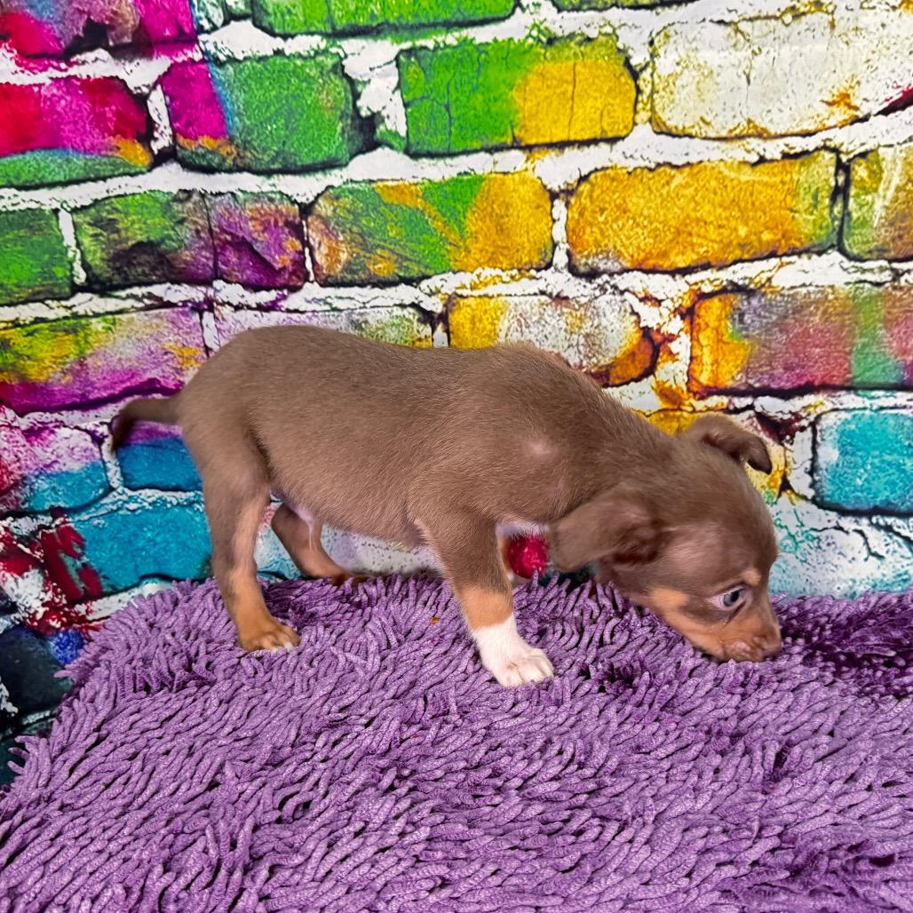 Enlarge Bowser/Barklee, a Adoptable Mixed Breed in Franklin, NC image 4/6