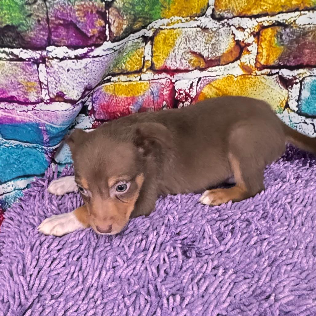 Enlarge Bowser/Barklee, a Adoptable Mixed Breed in Franklin, NC image 5/6