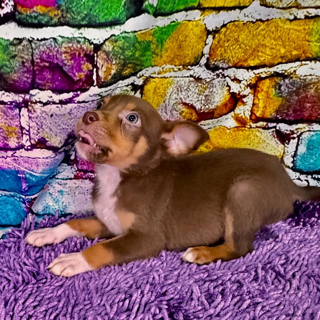 Enlarge Bowser/Barklee, a Adoptable Mixed Breed in Franklin, NC image 6/6