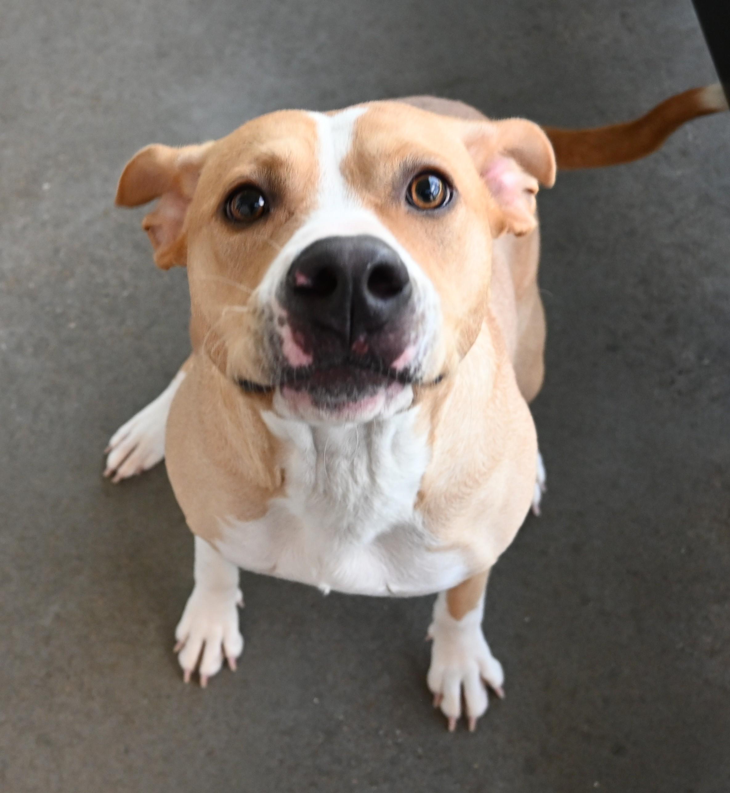 22658, Adoptable, Adult Female Pit Bull Terrier.