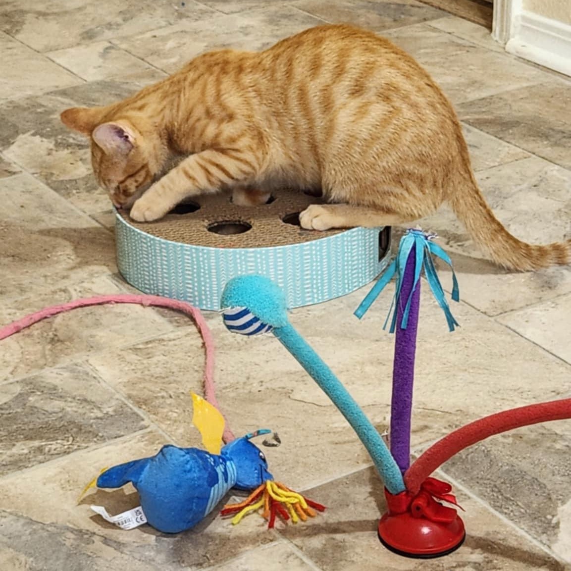 Orlando (w/ Ophelia), Adoptable, Young Male Domestic Short Hair.