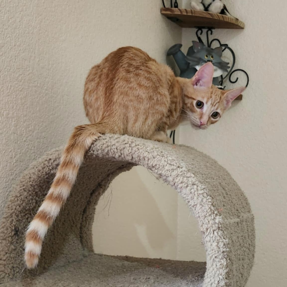 Orlando (w/ Ophelia), an adoptable Domestic Short Hair in Silverton, OR, 97381 | Photo Image 2