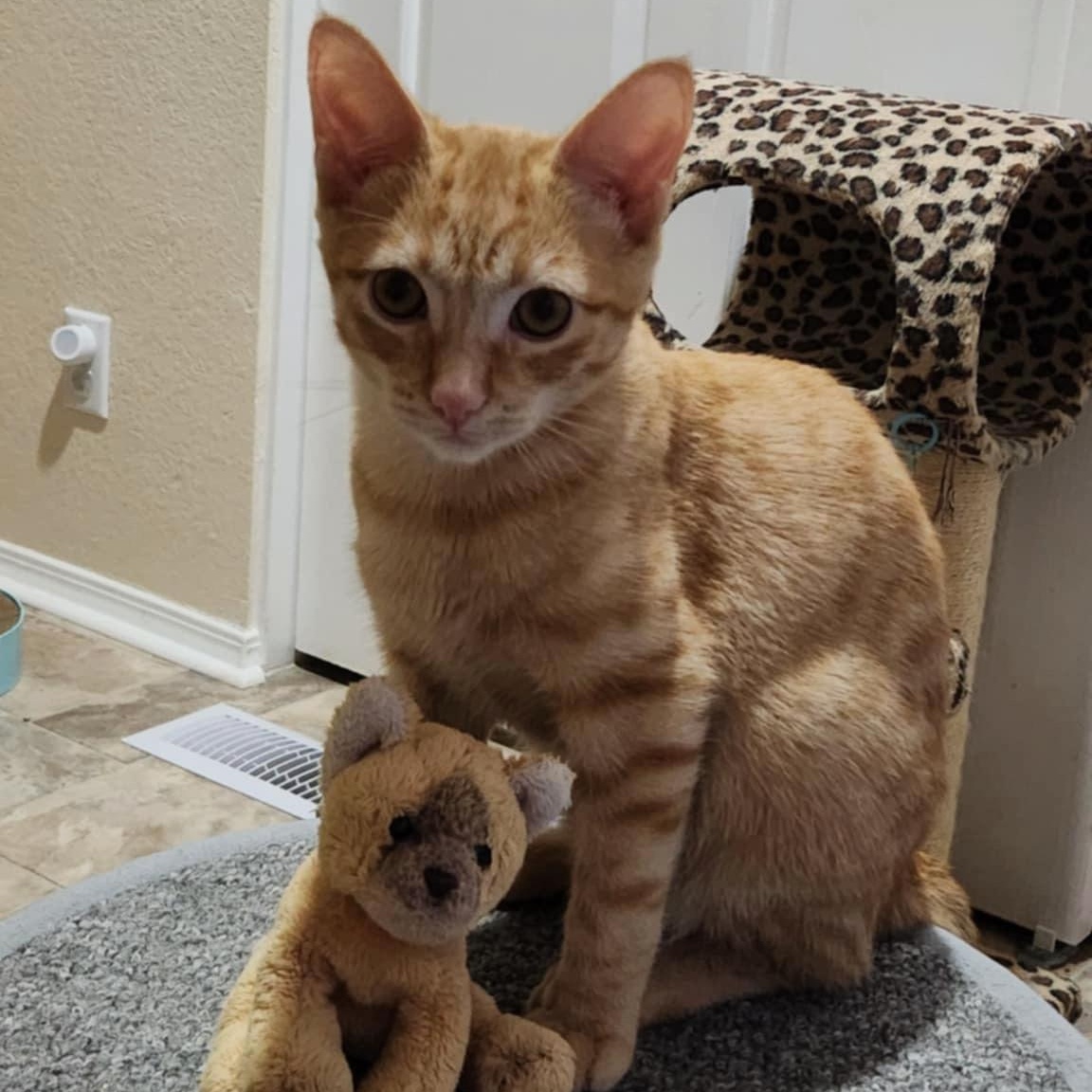 Orlando (w/ Ophelia), a Adoptable Domestic Short Hair in Silverton, OR image 3/6