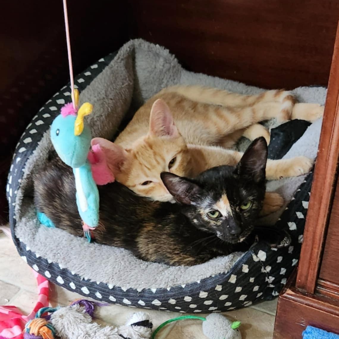 Orlando (w/ Ophelia), Adoptable, Young Male Domestic Short Hair.
