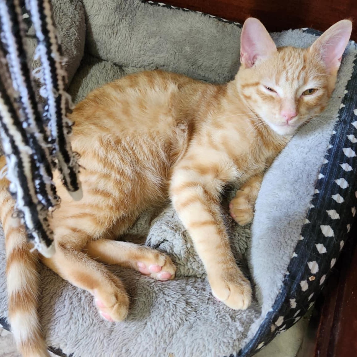 Orlando (w/ Ophelia), a Adoptable Domestic Short Hair in Silverton, OR image 5/6