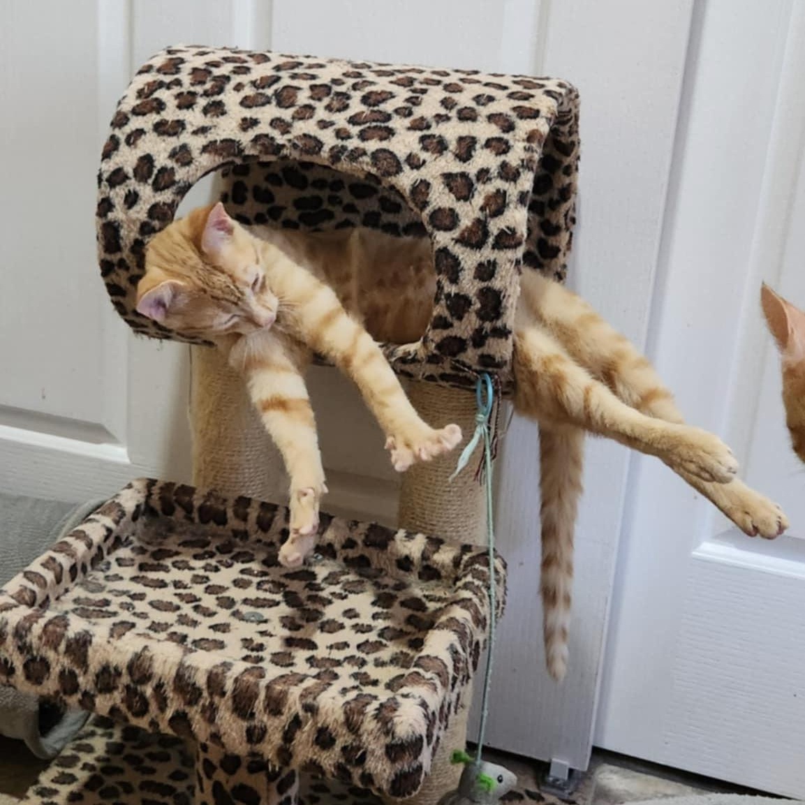 Orlando (w/ Ophelia), an adoptable Domestic Short Hair in Silverton, OR, 97381 | Photo Image 6