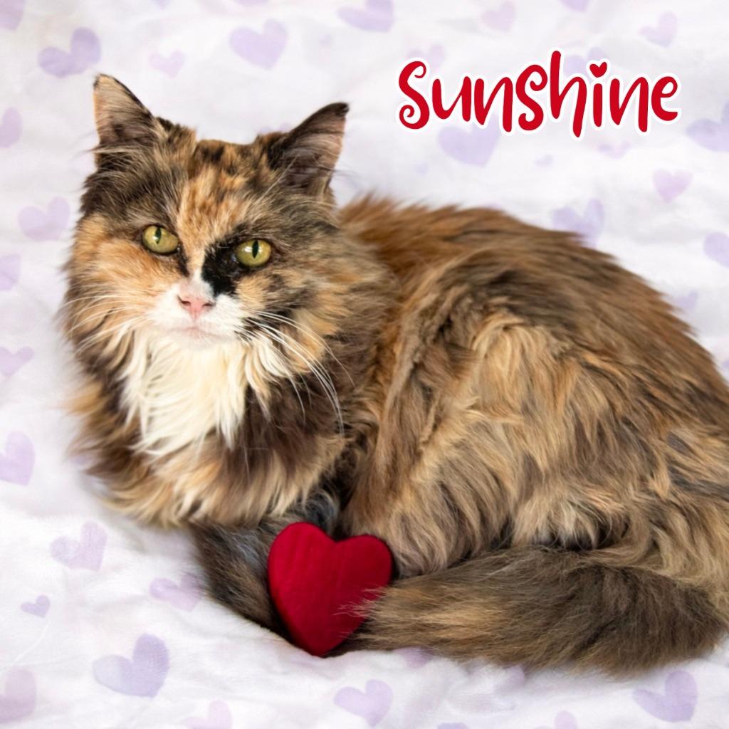 Enlarge Sunshine, a Adoptable mixed breed in Cambria, CA image 1/6