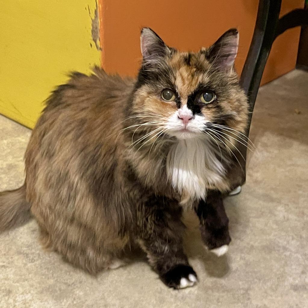 Sunshine, Adoptable, Senior Female Domestic Long Hair.
