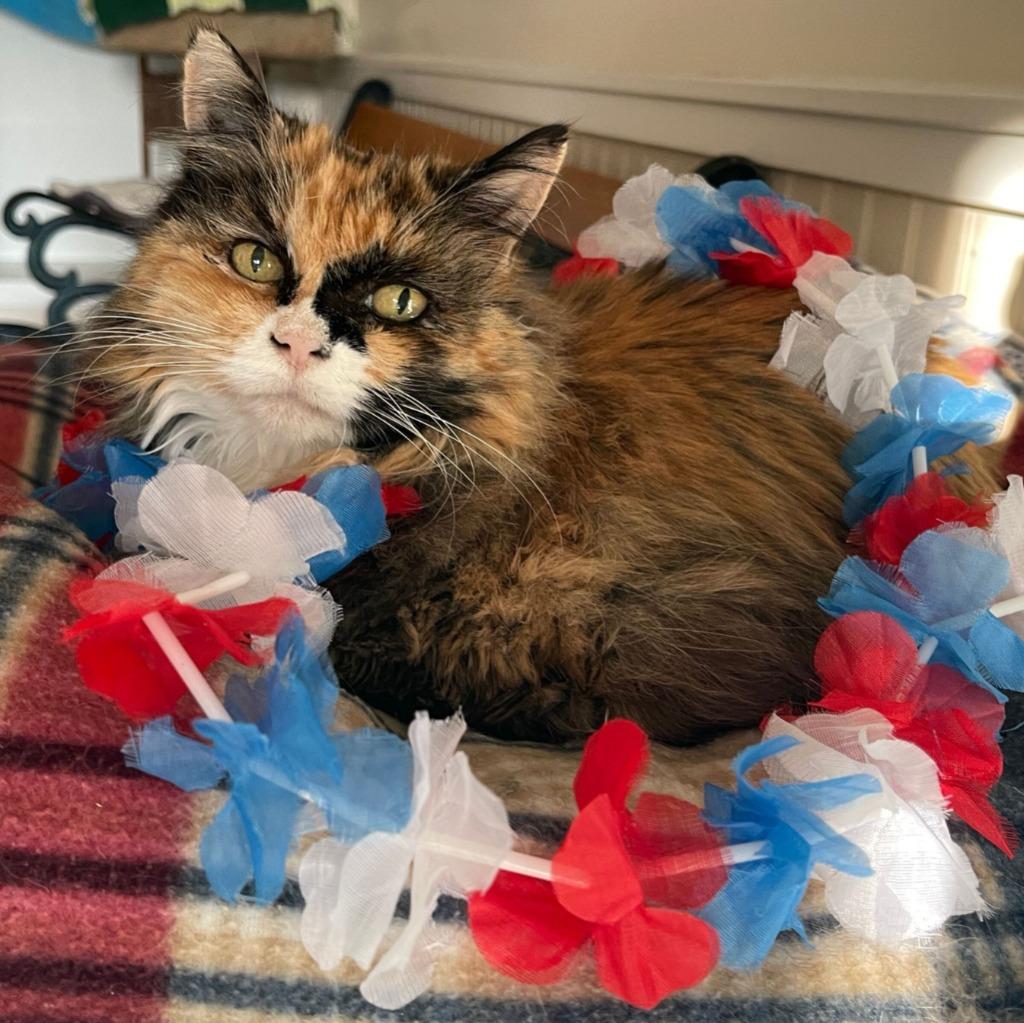 Sunshine, a Adoptable mixed breed in Cambria, CA image 3/6