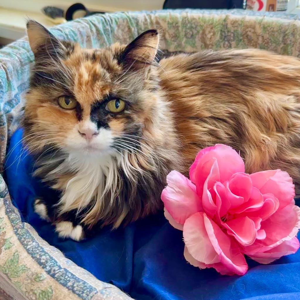Enlarge Sunshine, a Adoptable mixed breed in Cambria, CA image 4/6