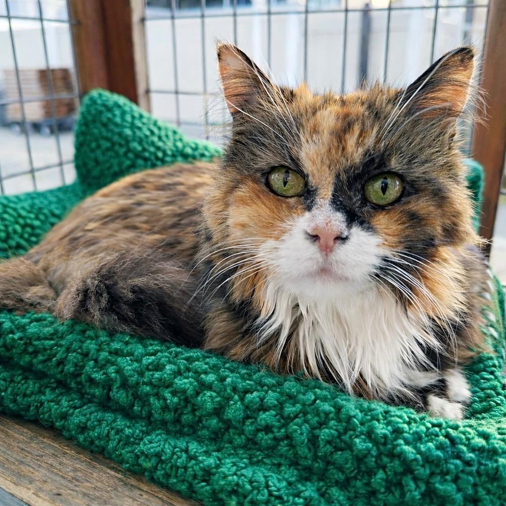 Enlarge Sunshine, a Adoptable mixed breed in Cambria, CA image 4/6