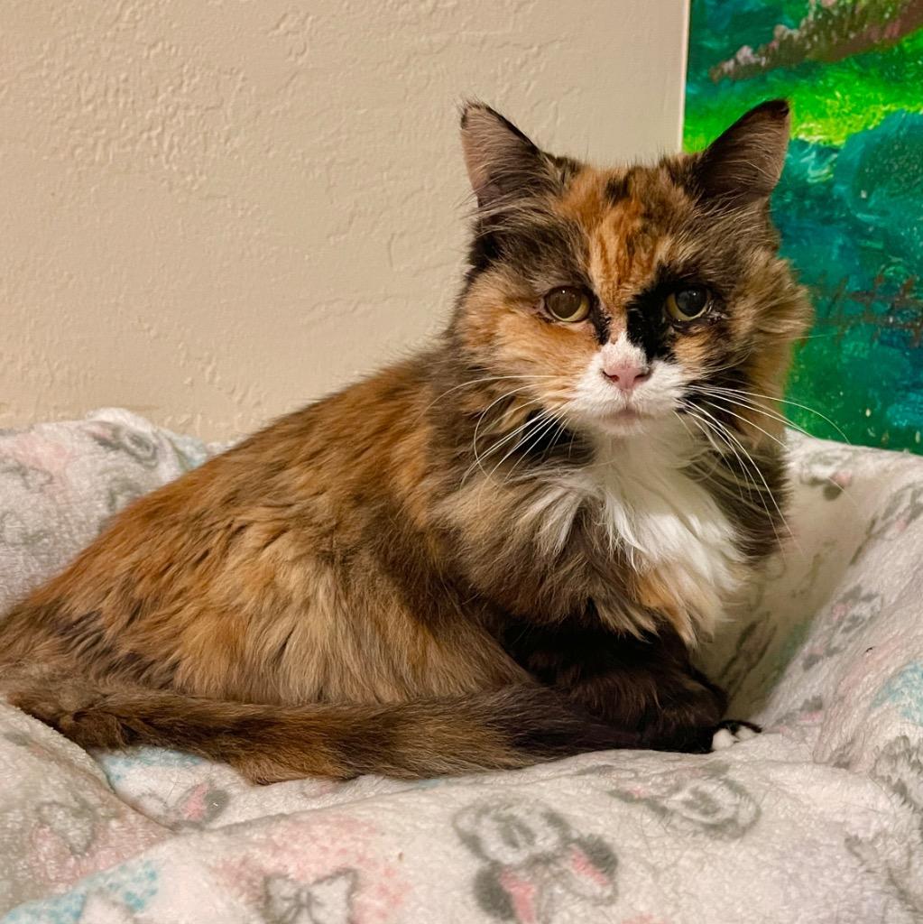 Enlarge Sunshine, a Adoptable mixed breed in Cambria, CA image 5/6