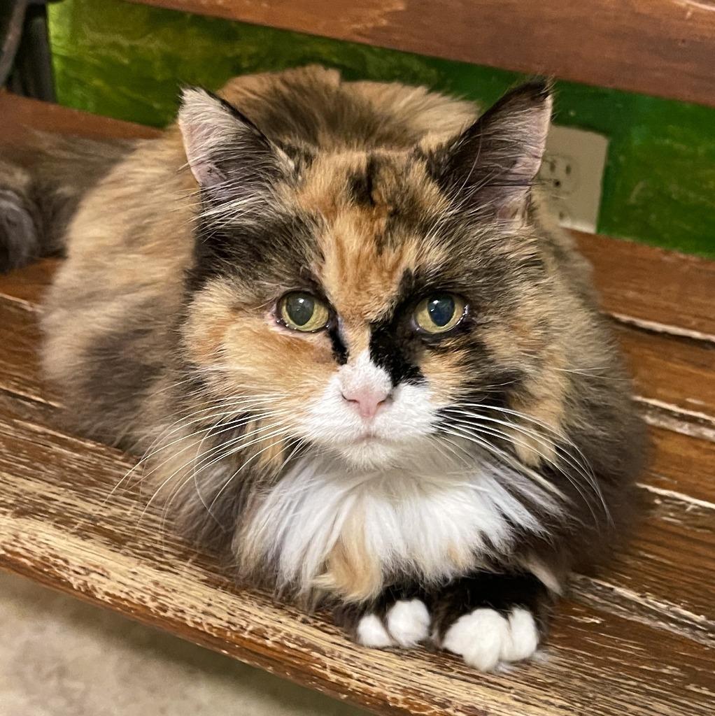 Enlarge Sunshine, a Adoptable mixed breed in Cambria, CA image 6/6