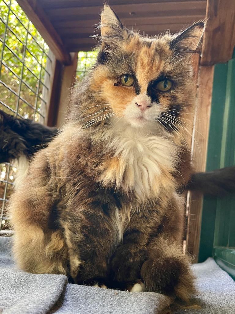 Enlarge Sunshine, a Adoptable mixed breed in Cambria, CA image 5/6