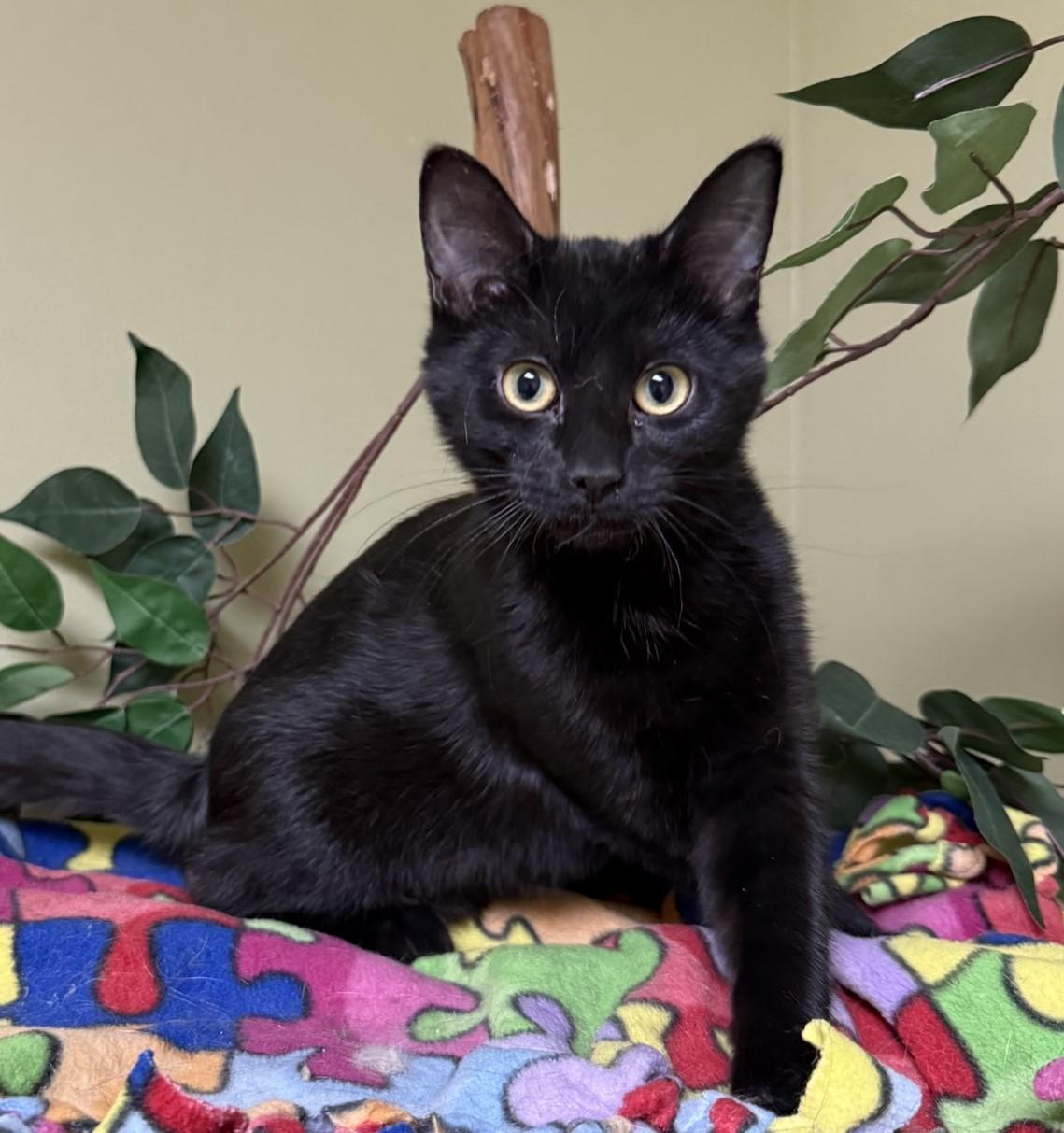 Enlarge Brandy, an adoptable Domestic Short Hair in Hastings, NE image 4/4