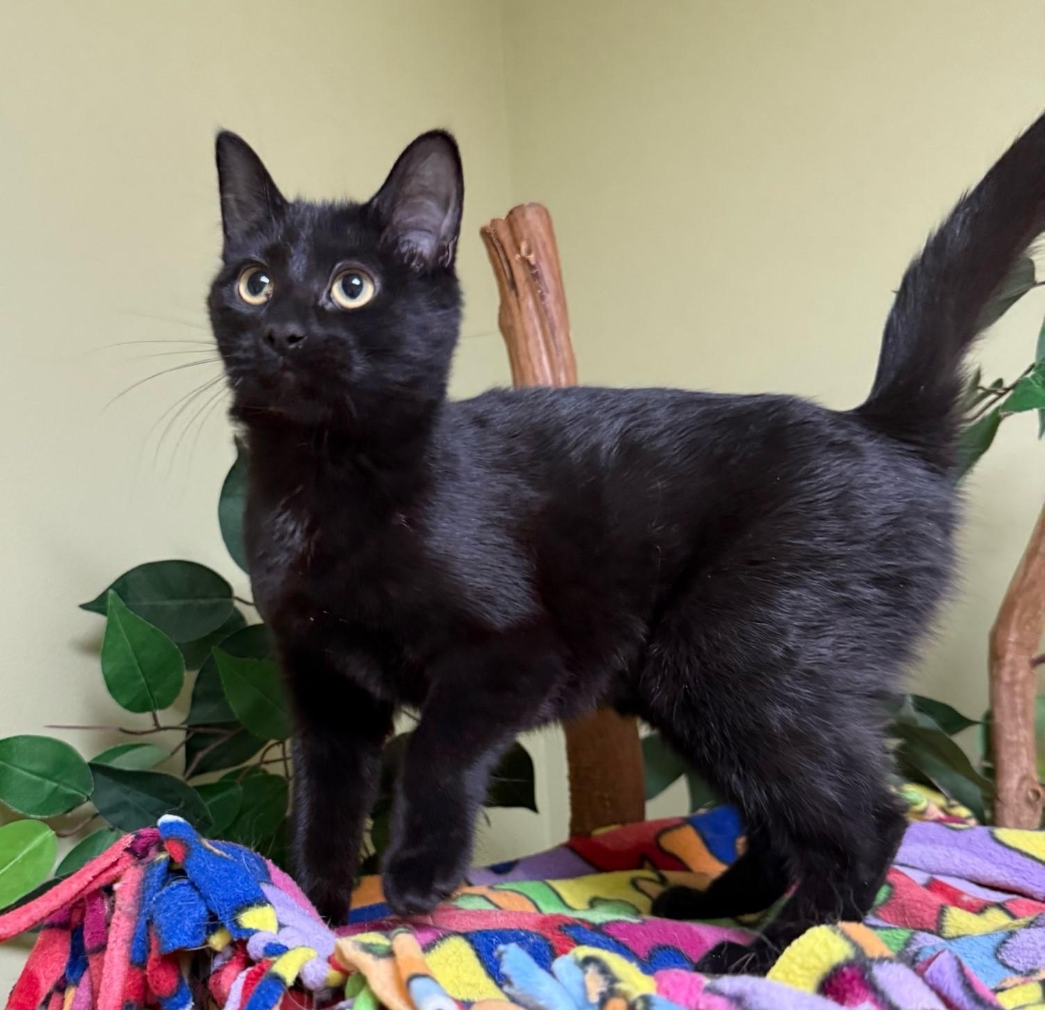 Enlarge Brandy, an adoptable Domestic Short Hair in Hastings, NE image 3/4