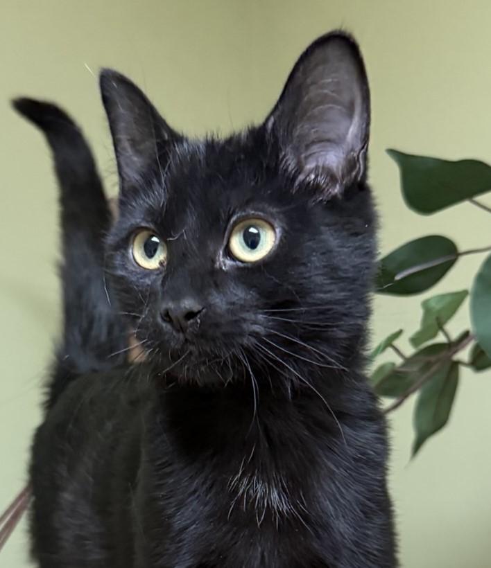 Enlarge Brandy, an adoptable Domestic Short Hair in Hastings, NE image 1/4