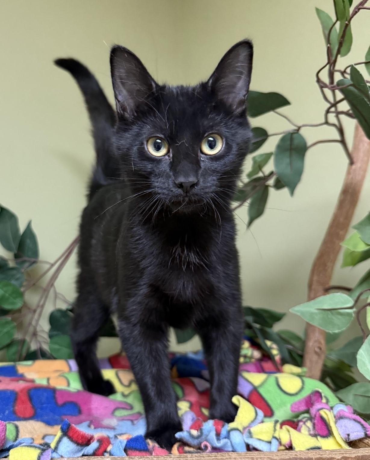 Enlarge Brandy, an adoptable Domestic Short Hair in Hastings, NE image 2/4