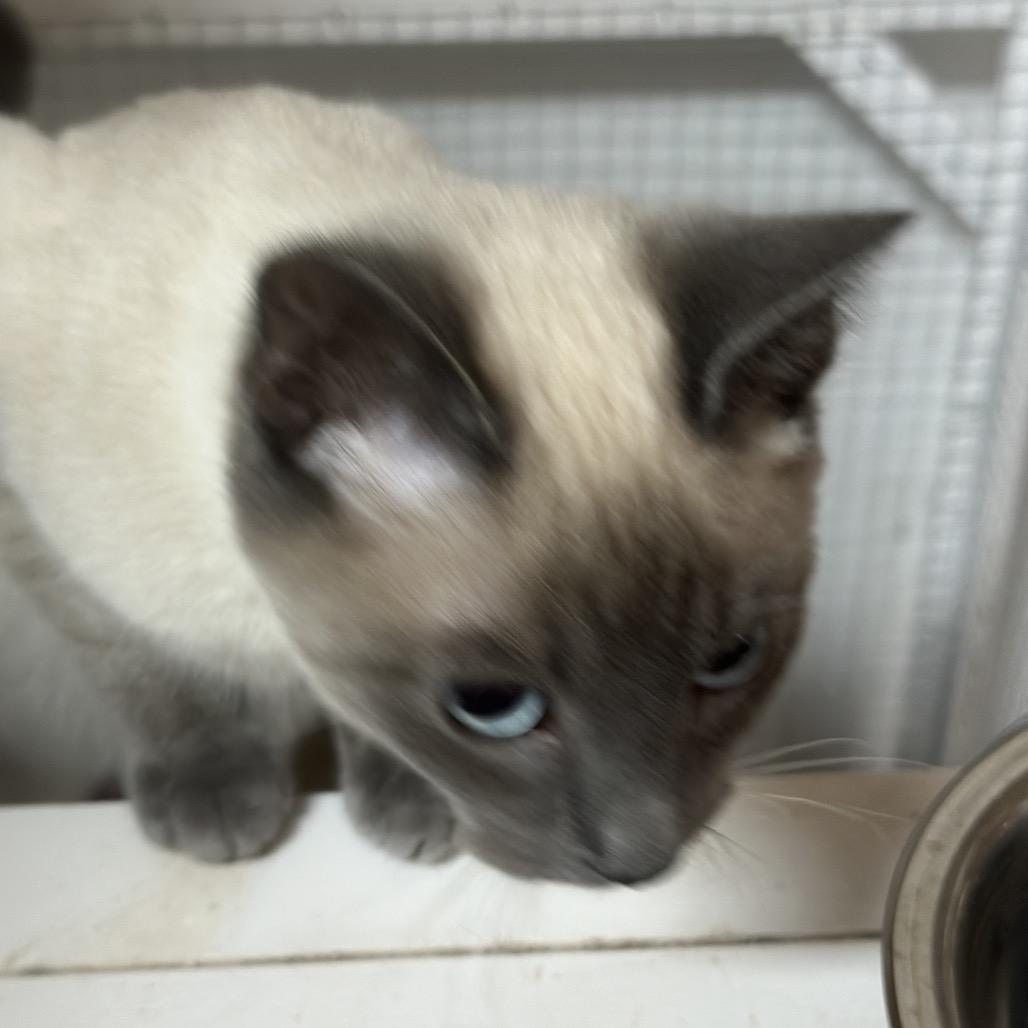 Mochi, Adoptable, Young Male Siamese & Domestic Short Hair.