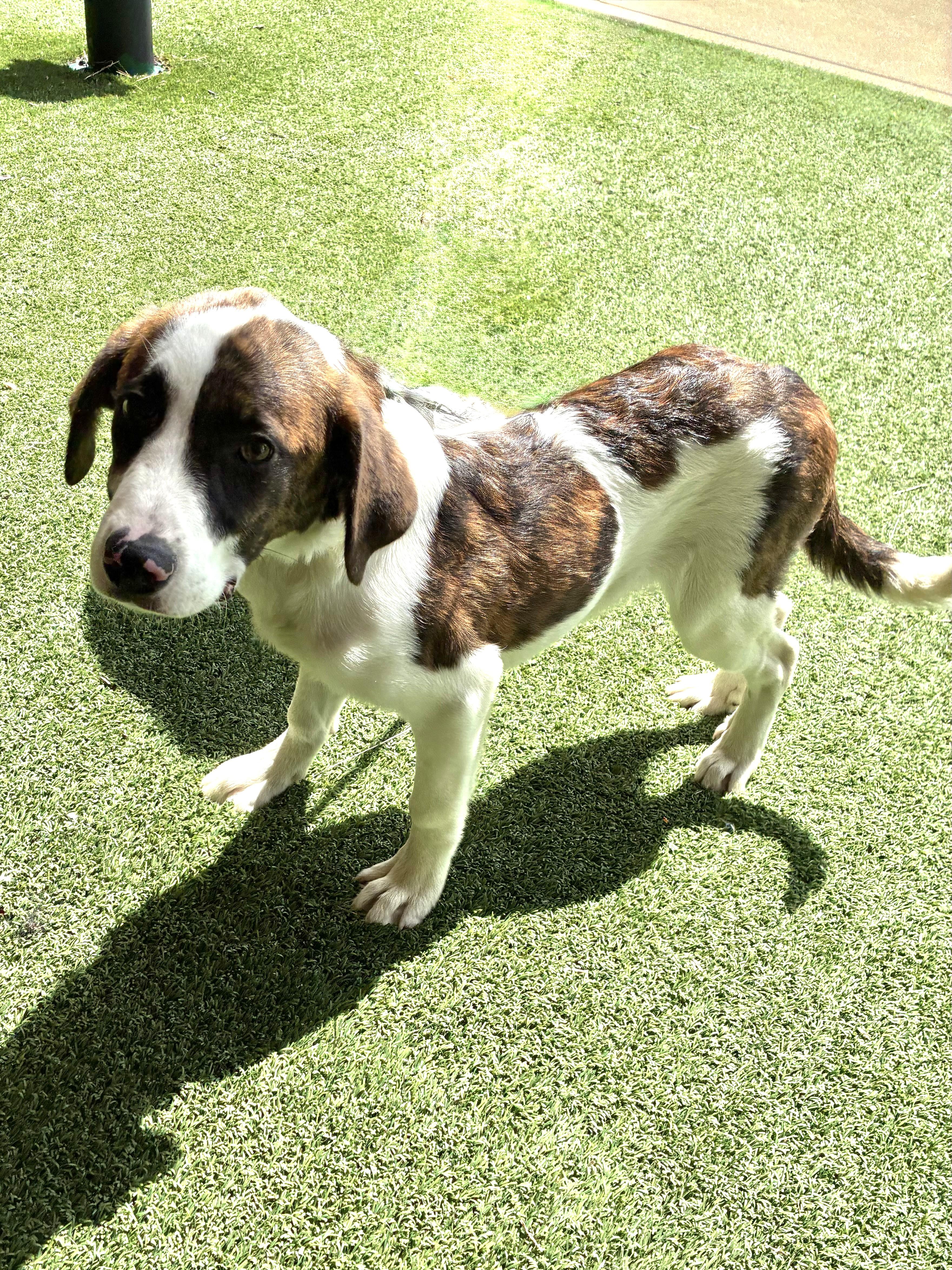 Enlarge Kosimo, a Adoptable Great Pyrenees in West Chicago, IL image 3/3