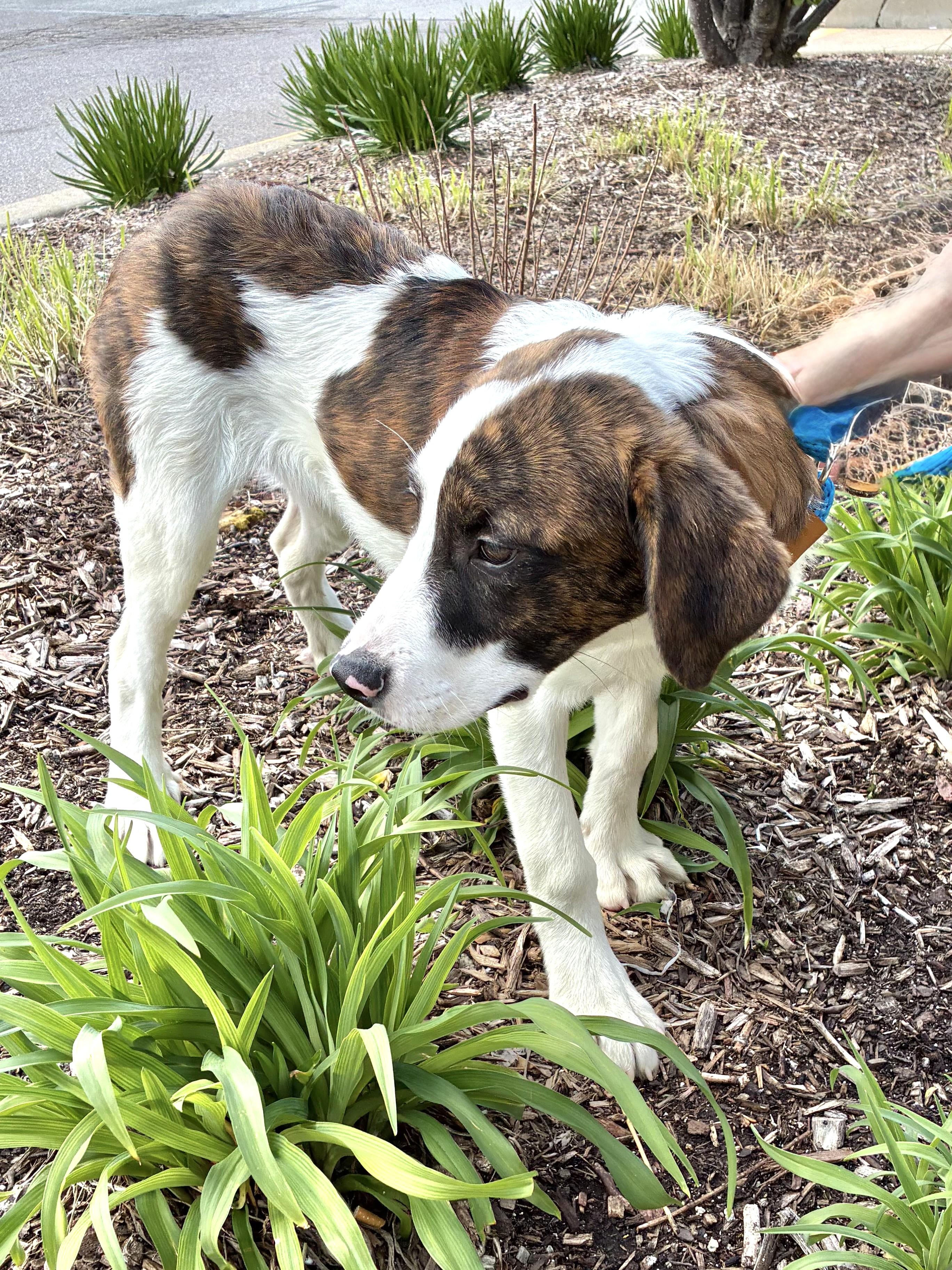 Kosimo, Adoptable, Puppy Male Great Pyrenees.