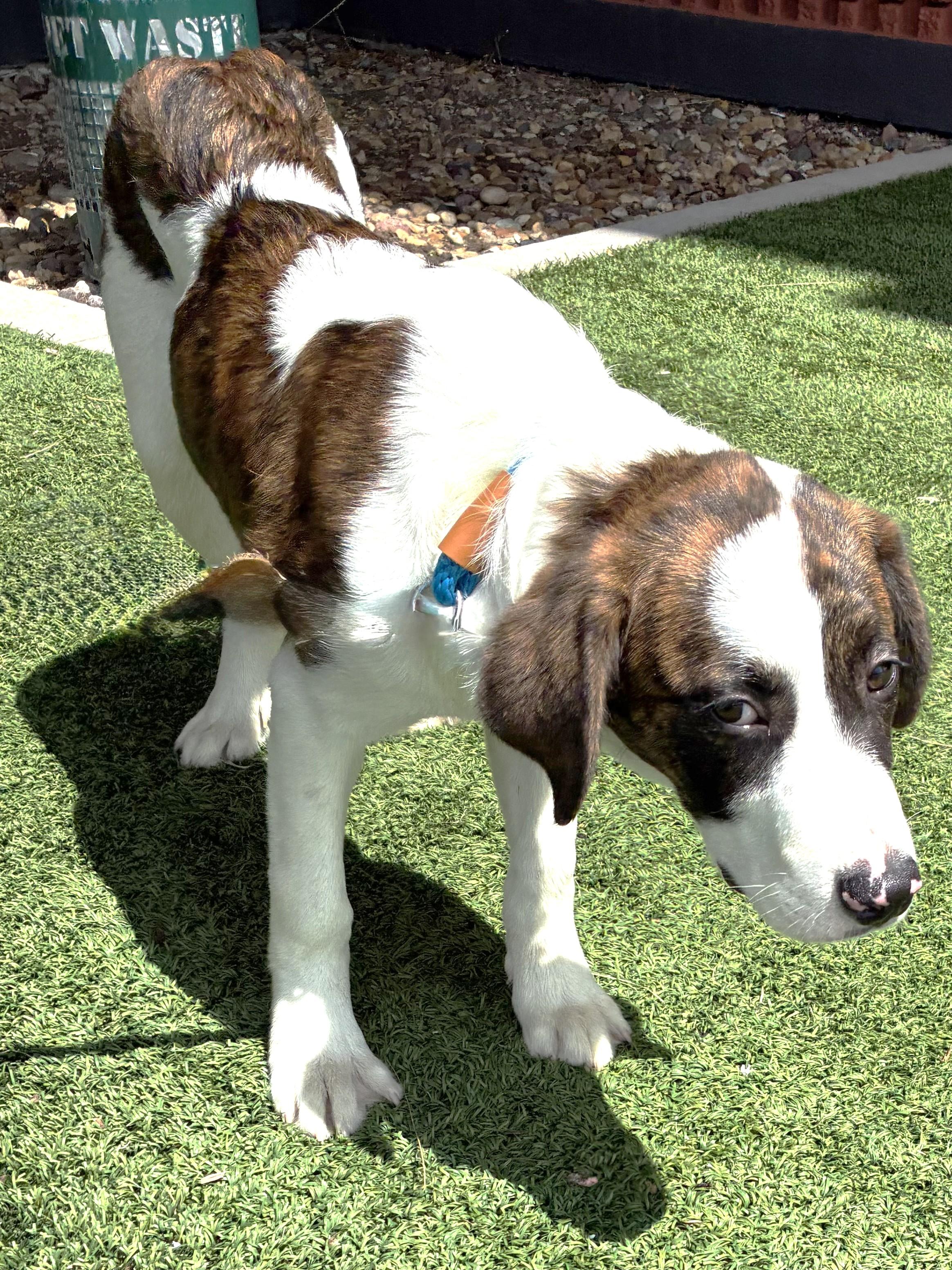 Enlarge Kosimo, a Adoptable Great Pyrenees in West Chicago, IL image 2/3