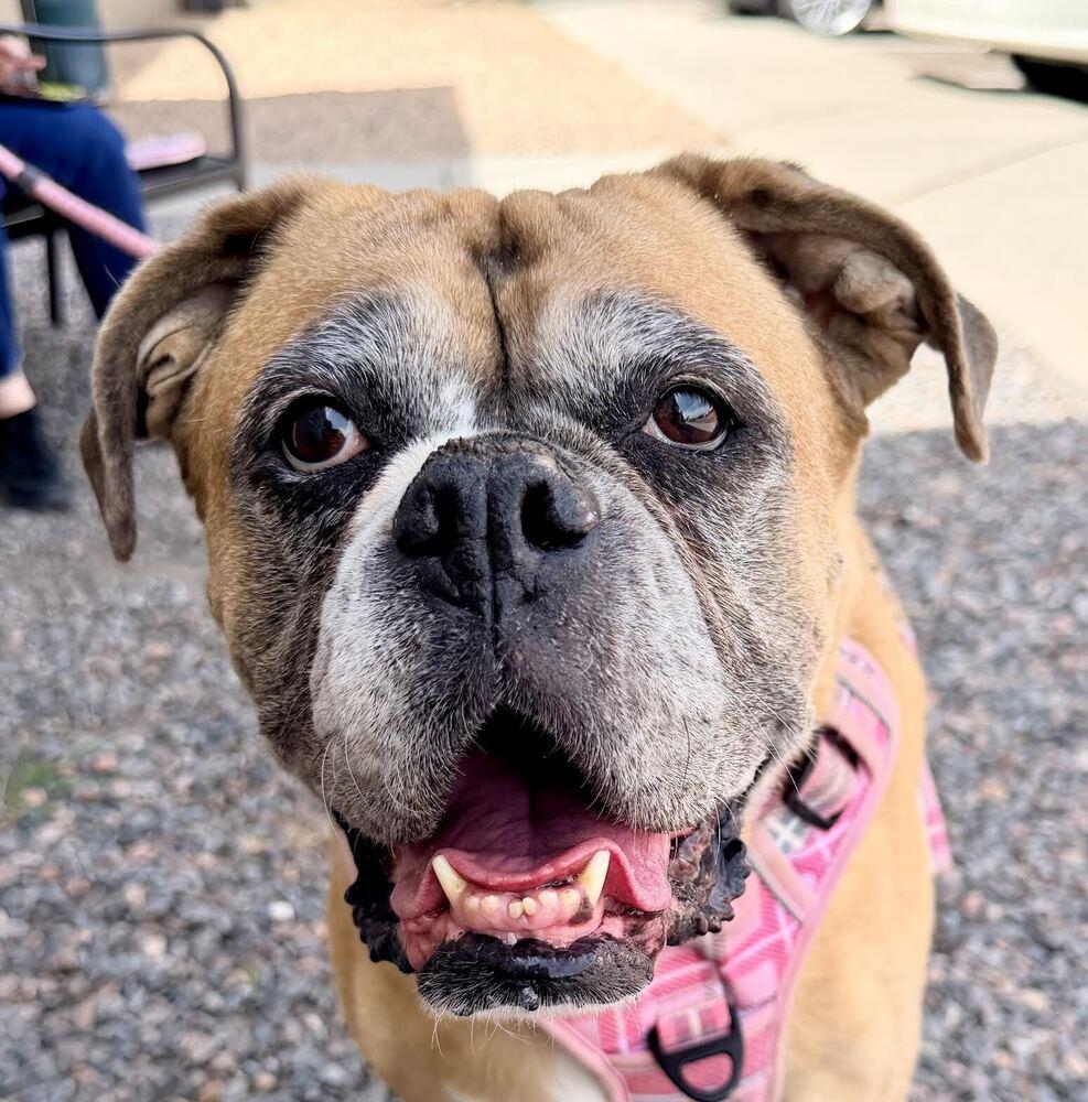 Luna, Adoptable, Senior Female Boxer.