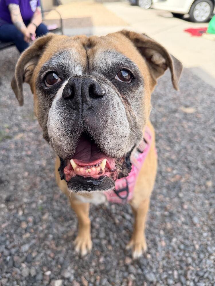 Enlarge Luna, a Adoptable Boxer in Denver, CO image 2/3
