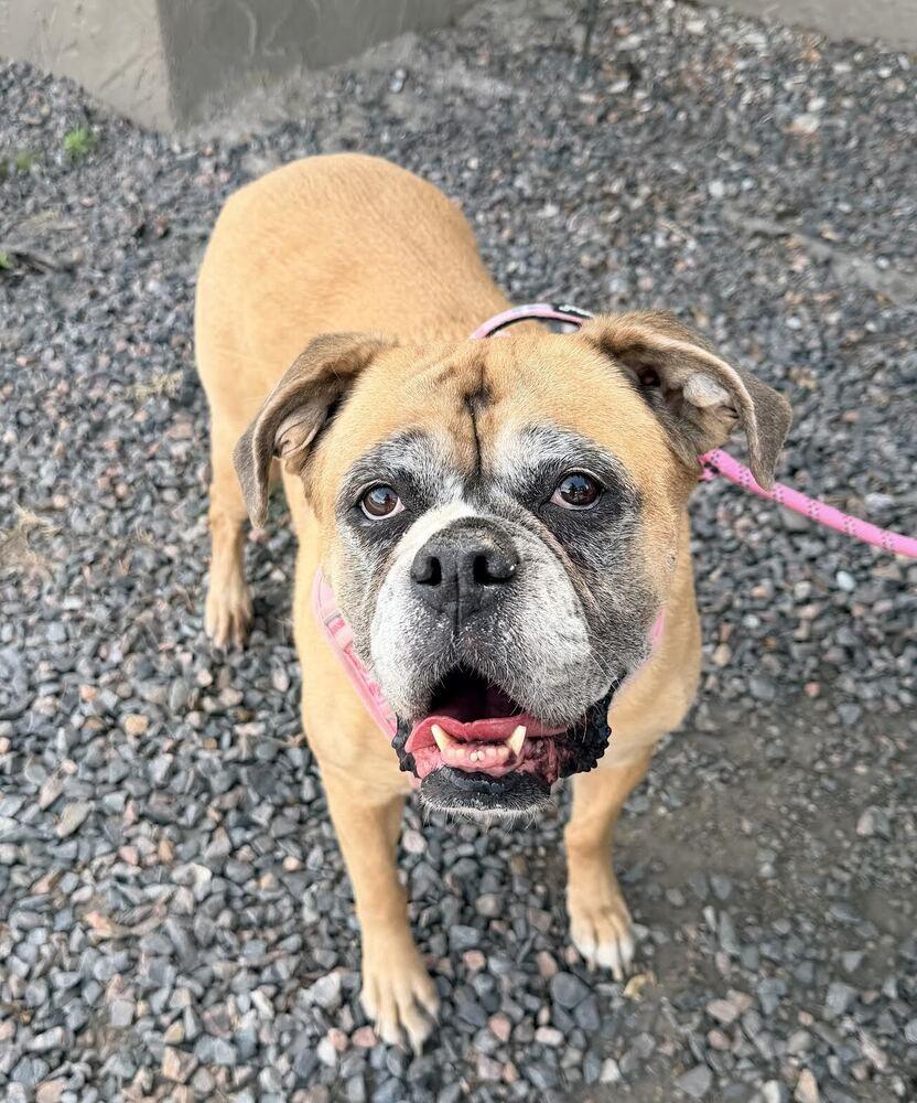 Enlarge Luna, a Adoptable Boxer in Denver, CO image 3/3