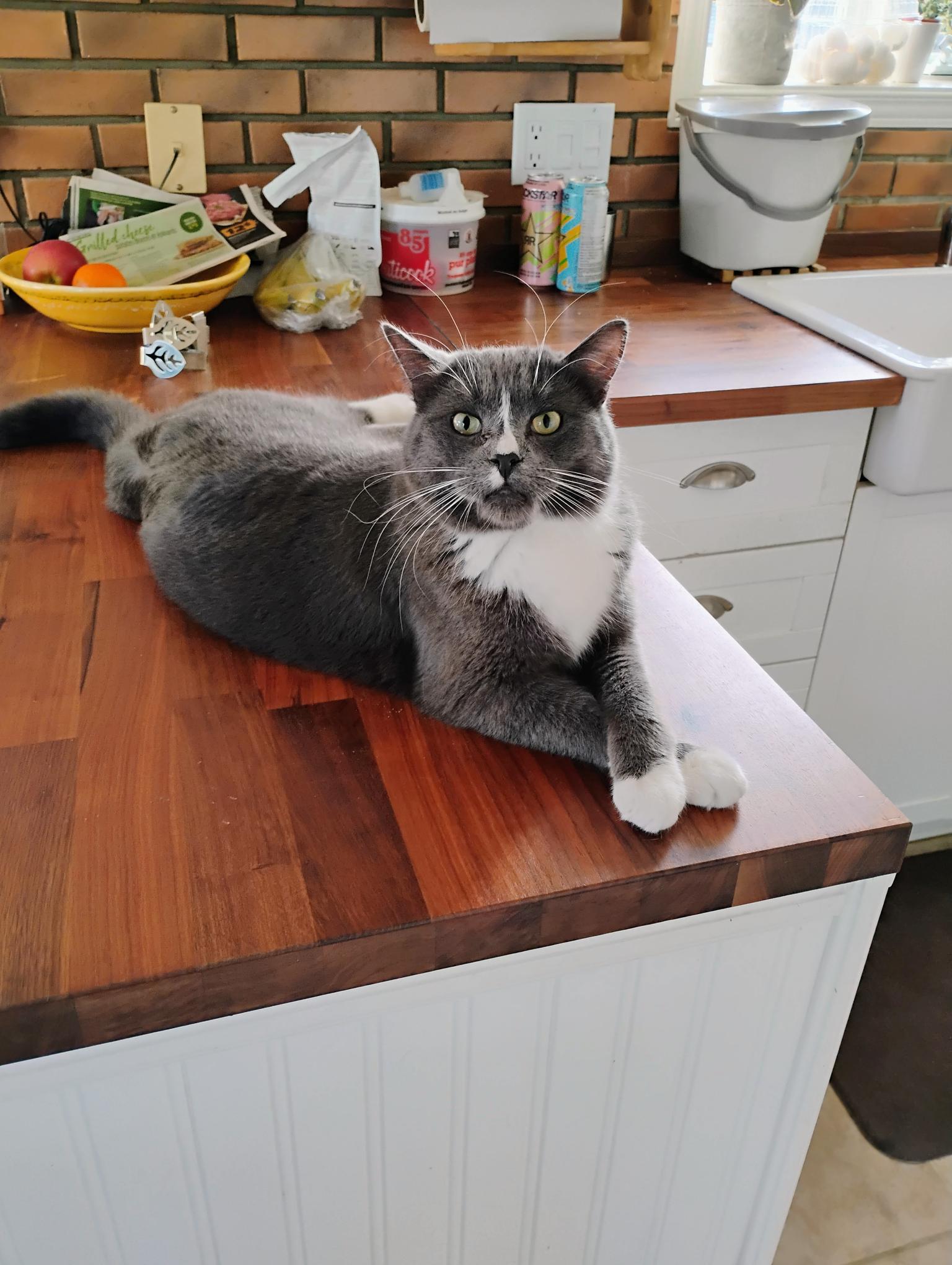 Enlarge Dahlio, a ADOPTABLE Domestic Short Hair in Sainte-Angele-de-Monnoir, QC image 1/1