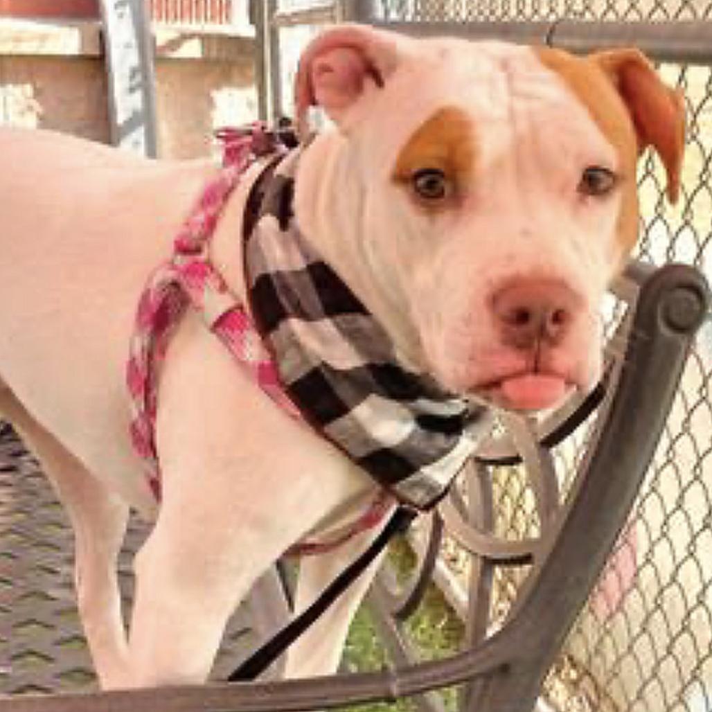 Kiara, a Adoptable Pit Bull Terrier in Brattleboro, VT image 2/6