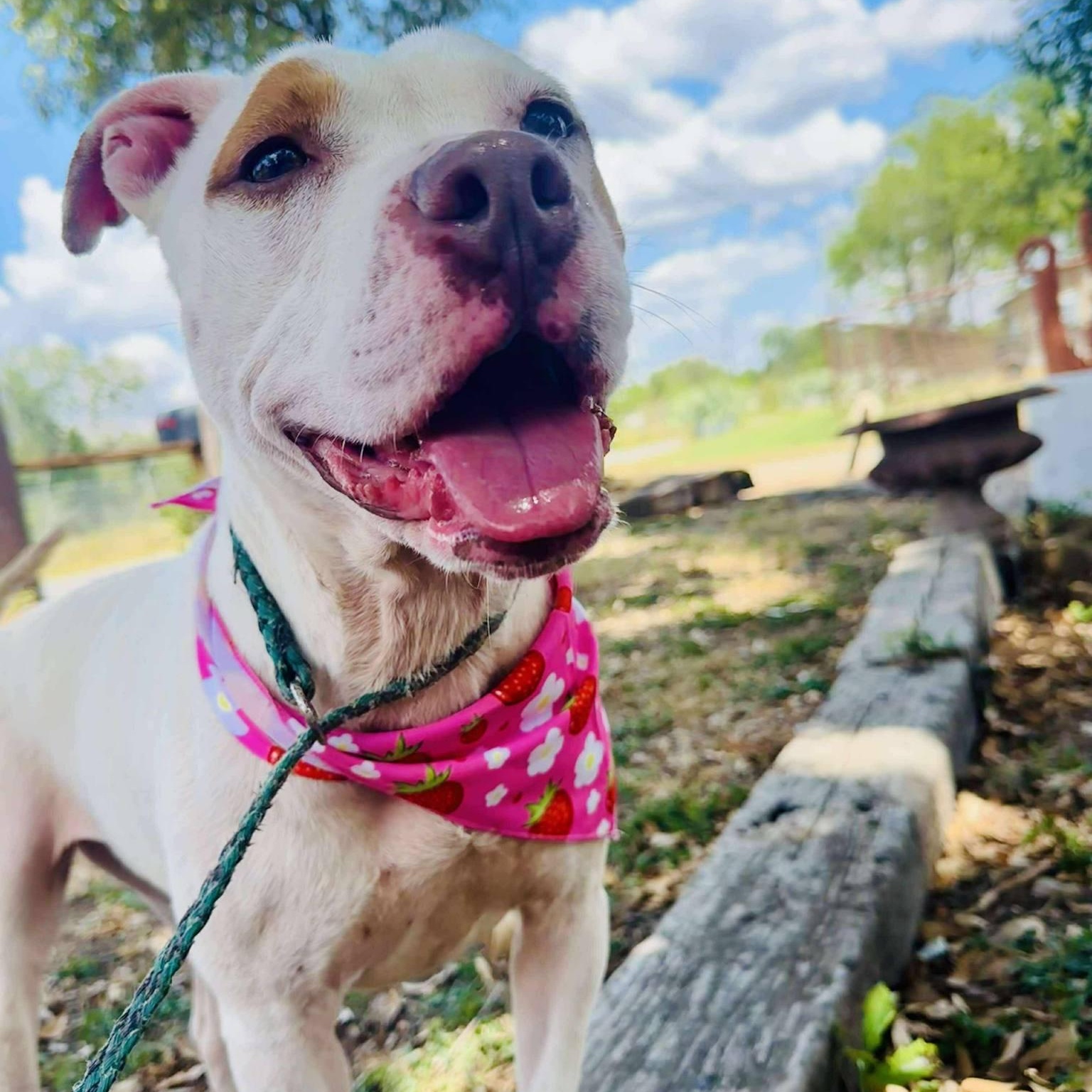 Kiara, a Adoptable Pit Bull Terrier in Brattleboro, VT image 1/6