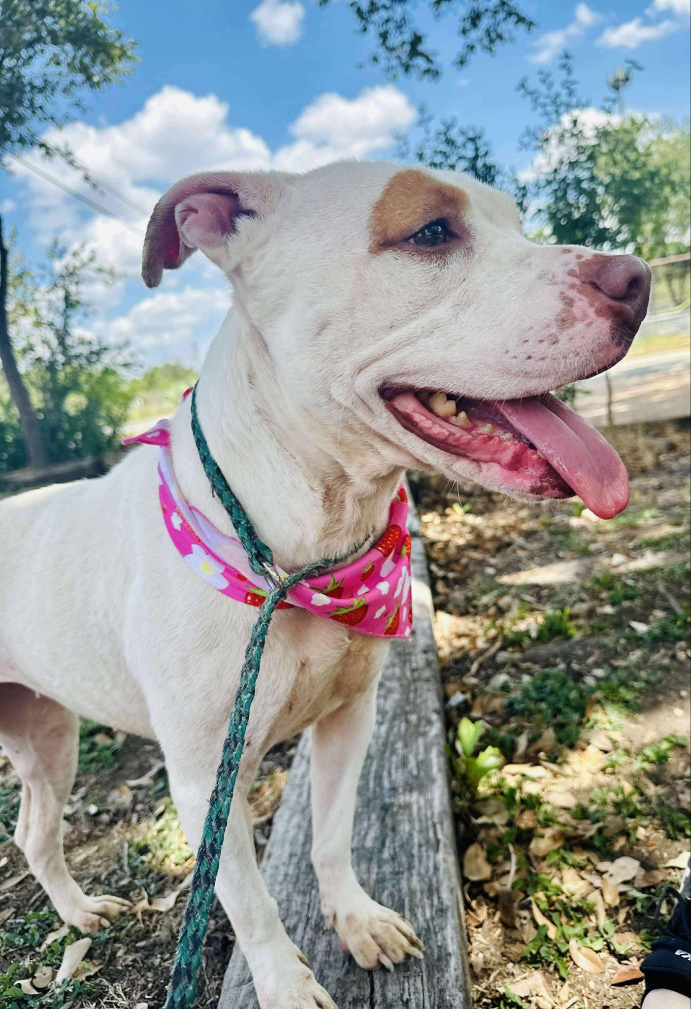 Kiara, a Adoptable Pit Bull Terrier in Brattleboro, VT image 3/6