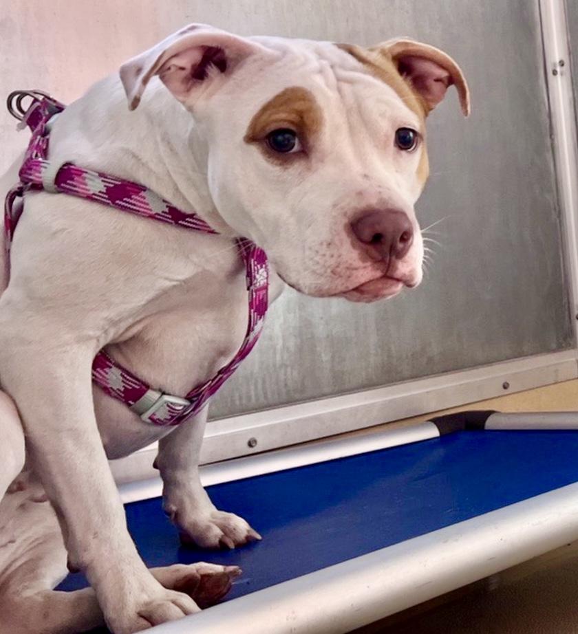 Kiara, a Adoptable Pit Bull Terrier in Brattleboro, VT image 6/6