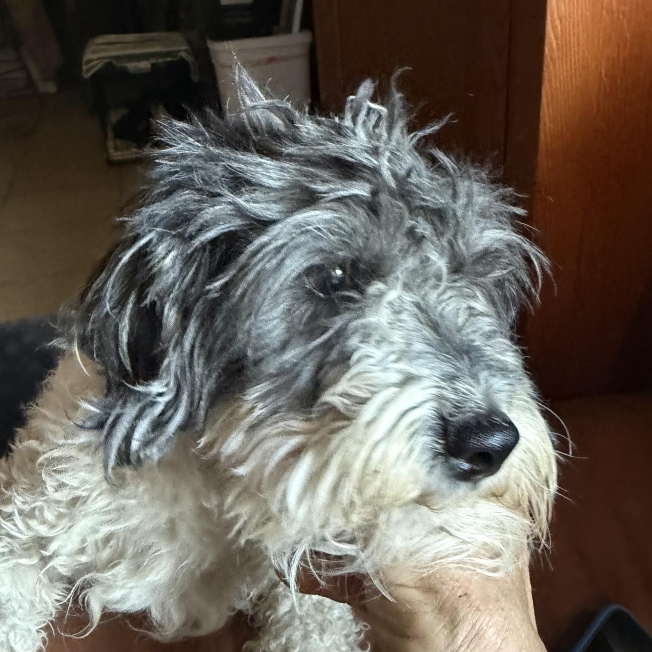 Mr. Oreo, ADOPTABLE, Young Male Cockapoo.