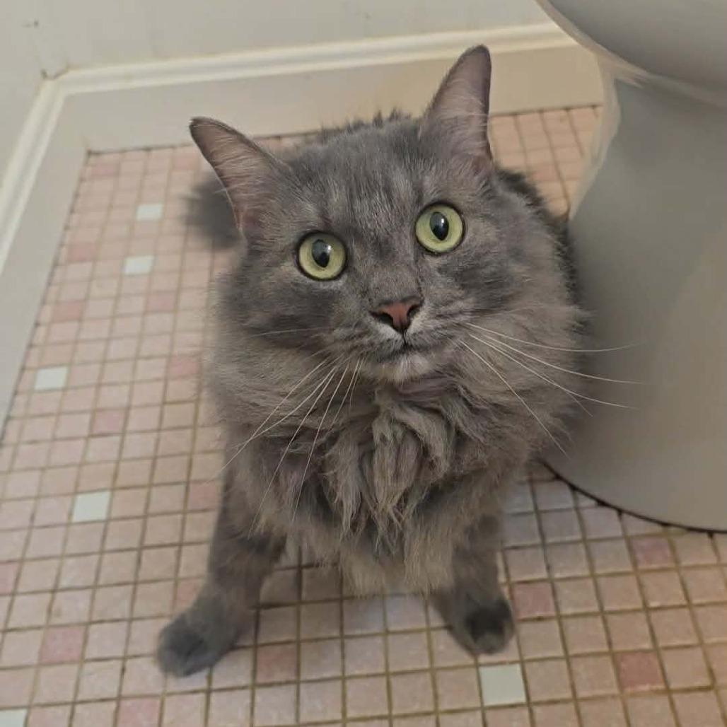 Princess Peach, Adoptable, Adult Female Domestic Long Hair.