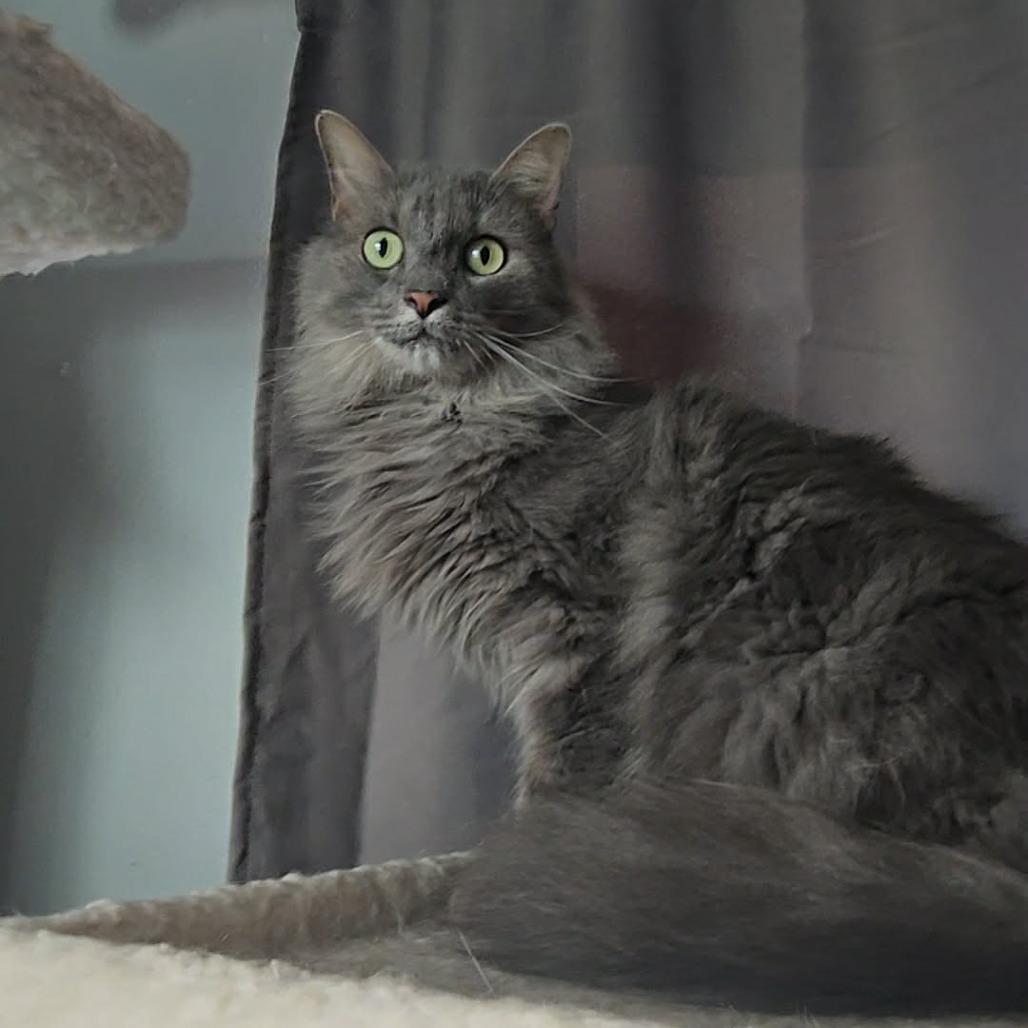 Enlarge Princess Peach, a Adoptable Domestic Long Hair in Jarrettsville, MD image 2/6