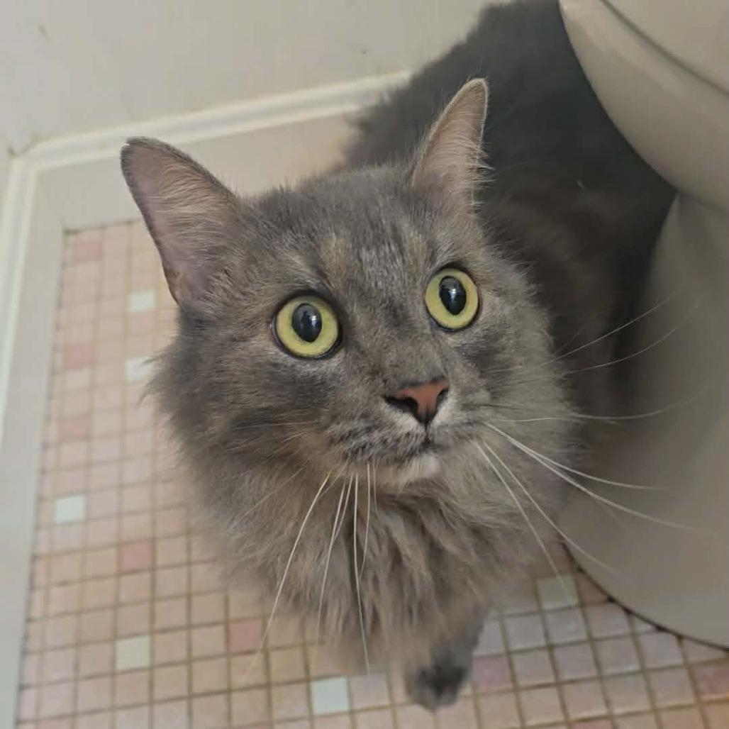 Enlarge Princess Peach, a Adoptable Domestic Long Hair in Jarrettsville, MD image 3/6
