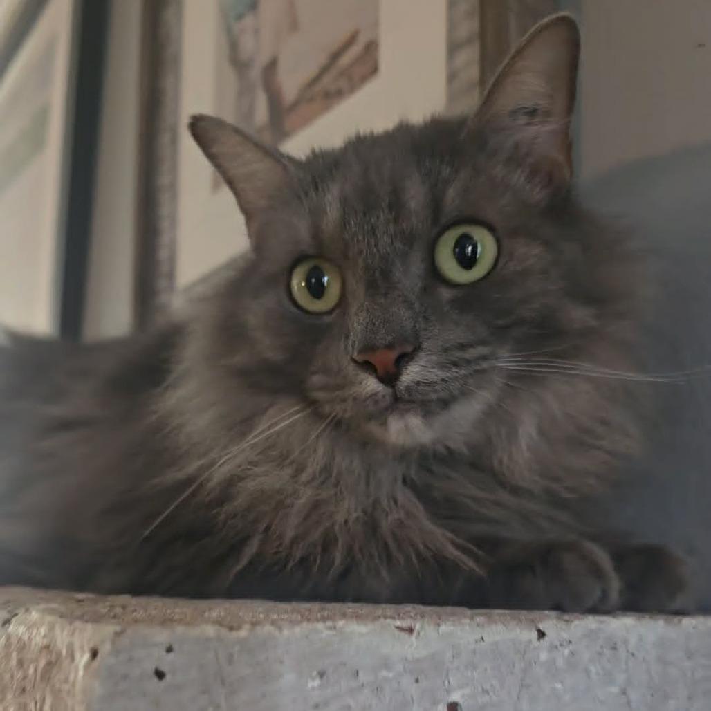 Enlarge Princess Peach, a Adoptable Domestic Long Hair in Jarrettsville, MD image 4/6