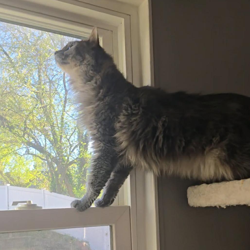 Enlarge Princess Peach, a Adoptable Domestic Long Hair in Jarrettsville, MD image 5/6