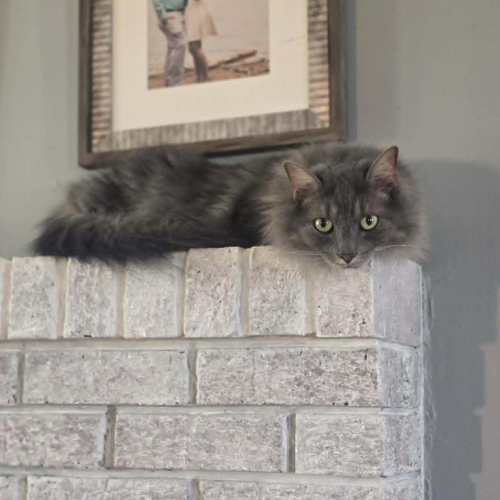 Enlarge Princess Peach, a Adoptable Domestic Long Hair in Jarrettsville, MD image 6/6