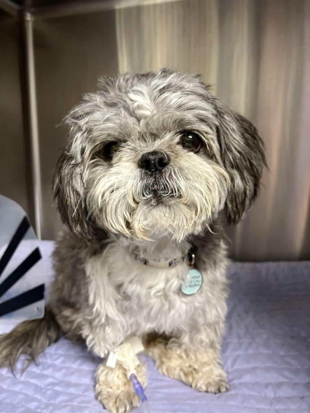 Enlarge Kona Turner, a ADOPTABLE mixed breed in Houston, TX image 5/6
