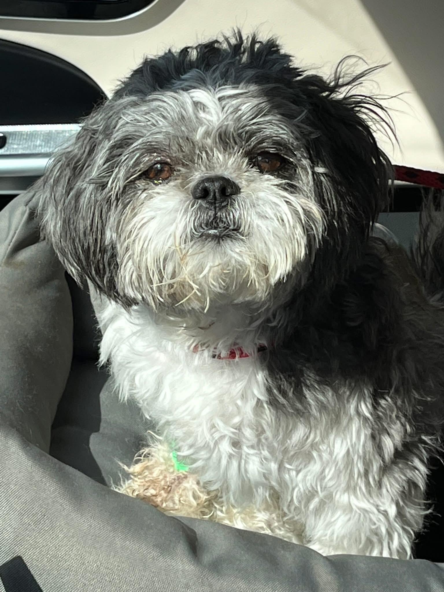 Enlarge Kona Turner, a ADOPTABLE mixed breed in Houston, TX image 2/6