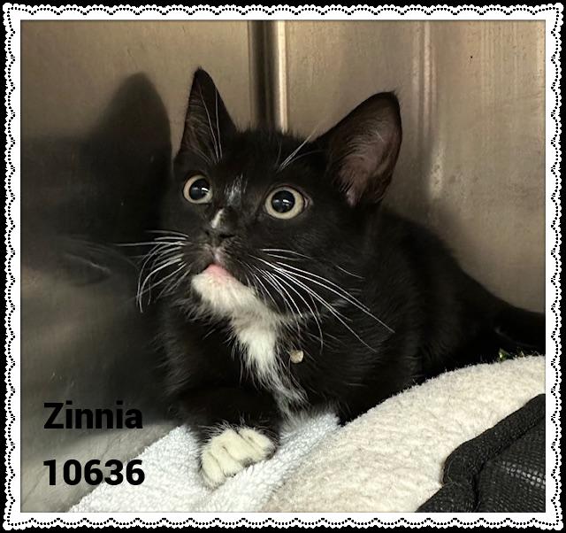 ZINNIA