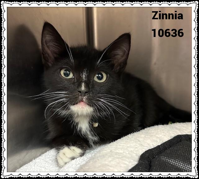 ZINNIA
