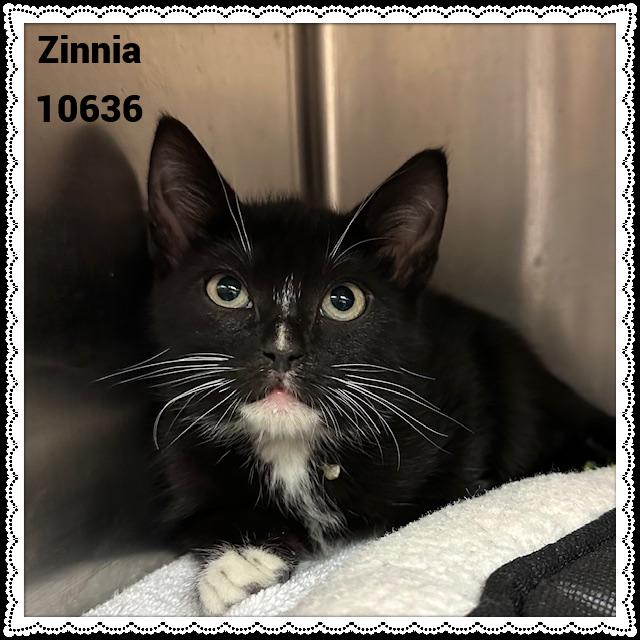 ZINNIA