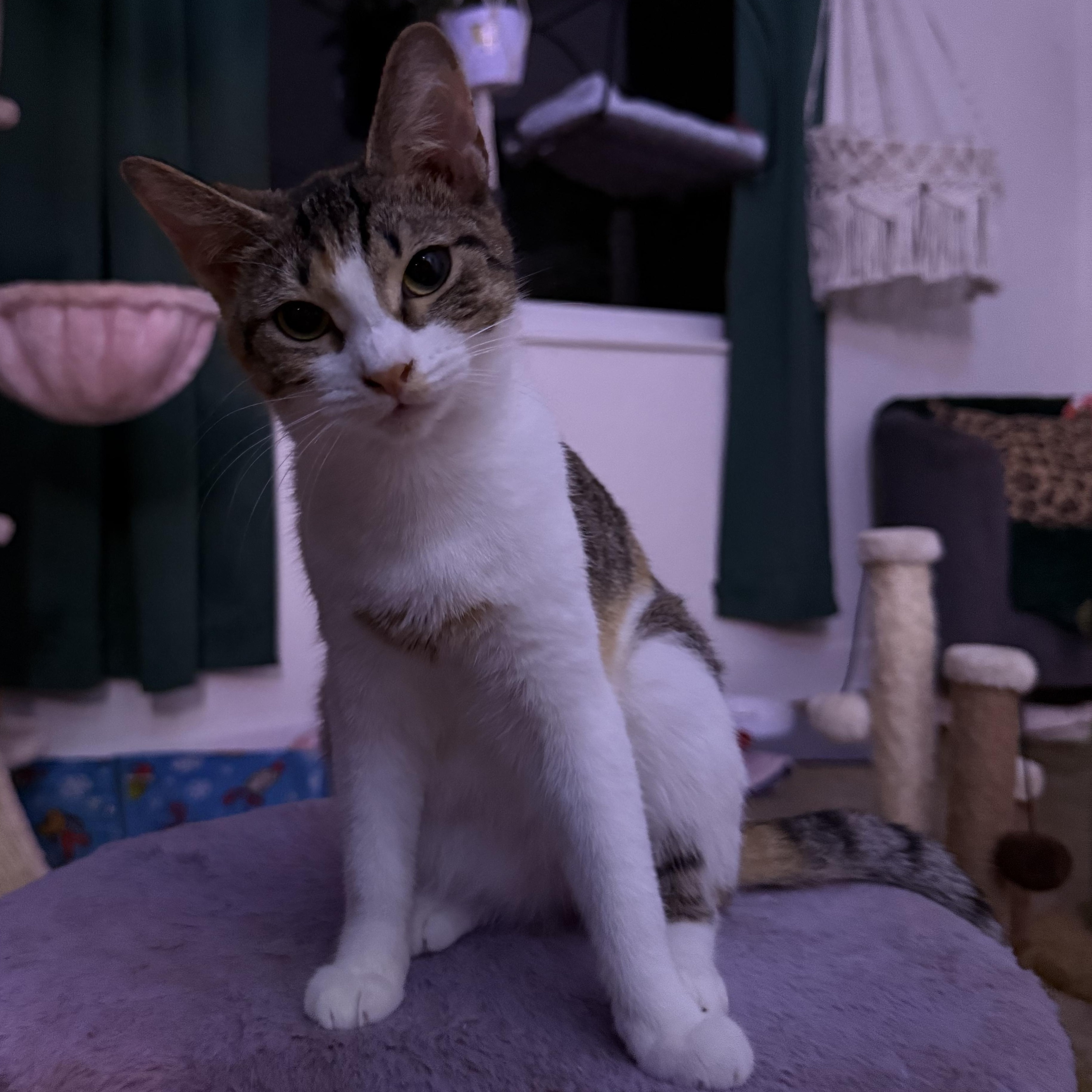 Scrap, Adoptable, Kitten Female Domestic Short Hair.