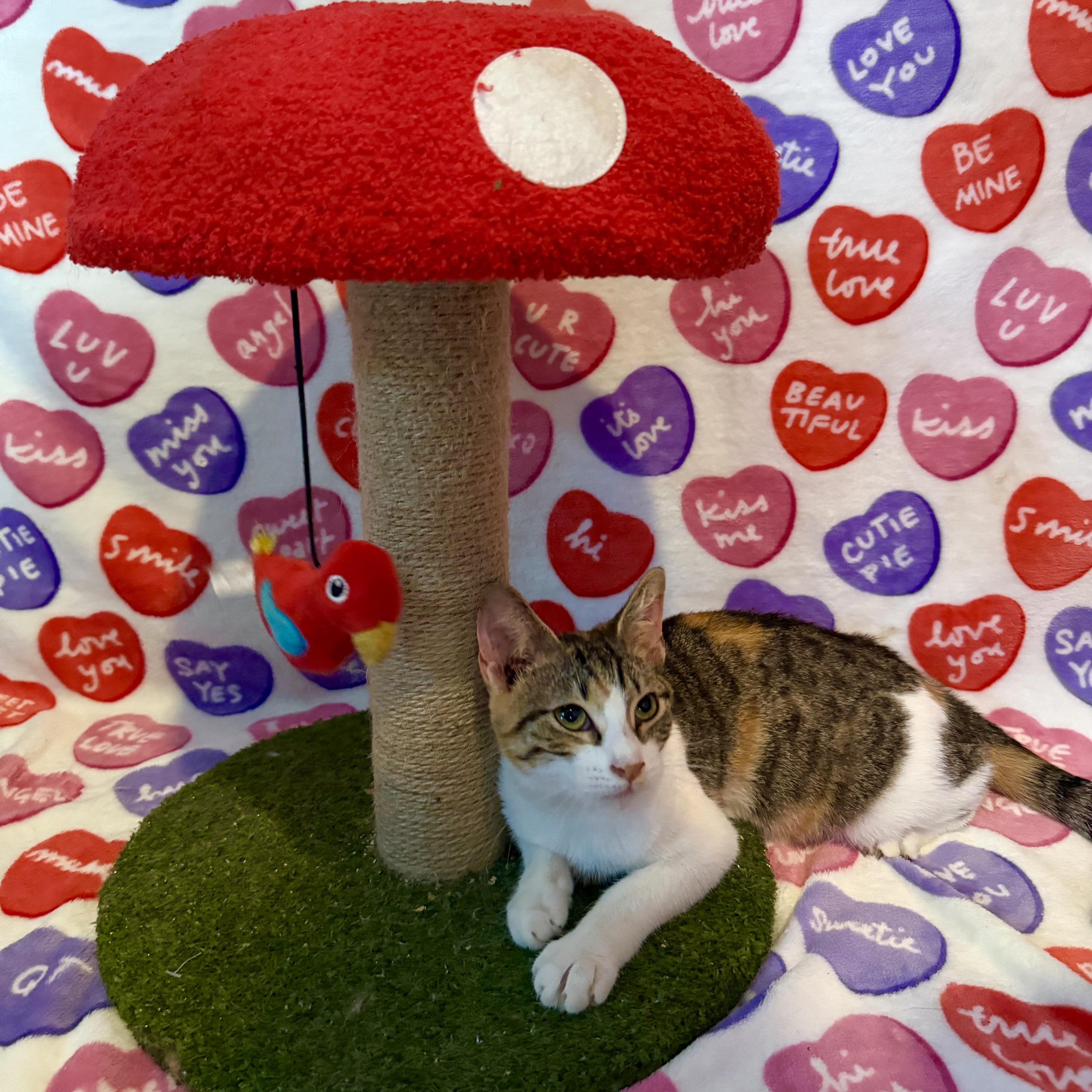 Enlarge Scrap, a Adoptable Domestic Short Hair in Bridgehampton, NY image 4/5