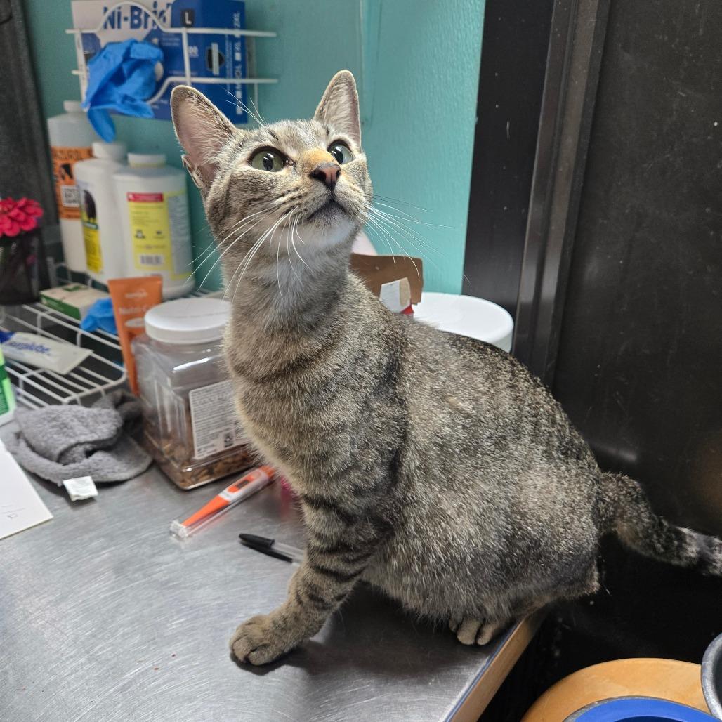 Seal, adopted, Adult Female Domestic Short Hair.