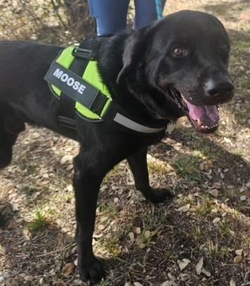 Enlarge Moose, a Adoptable Labrador Retriever in Austin, TX image 1/1